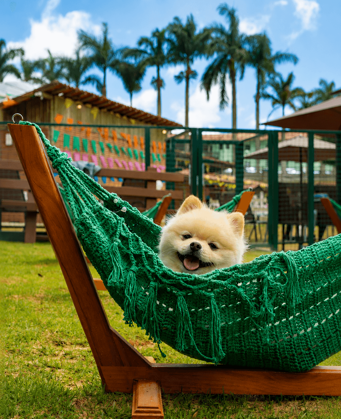 Dog friendly